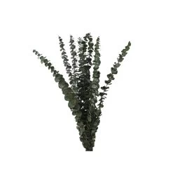 Trockenblumen – Eukalyptus